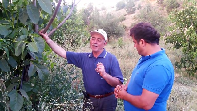 Ceviz Ağacı Kuruması Neden olur, Nasıl Engellenir, Ne Yapılmalıdır