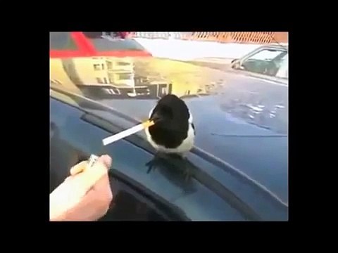 Супер смешные приколы с котами, собаками, пртицами, слонами СМОТРЕТЬ ПО ЛЮБОМУ