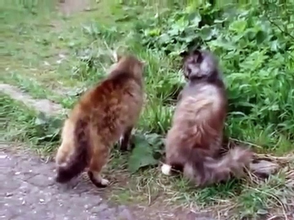 Толпа котов дерется каждый сам за себя, классна...