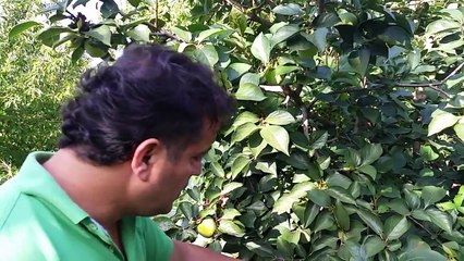 Cennet Elması, Trabzon Hurması, Ağacı, Nasıl, Yetiştirilir, Ekilir, Dikilir, Budanır, Gübr