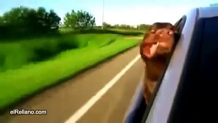 MIREN COMO ESTE PERRO SACA LA CABEZA POR LA VENTANA