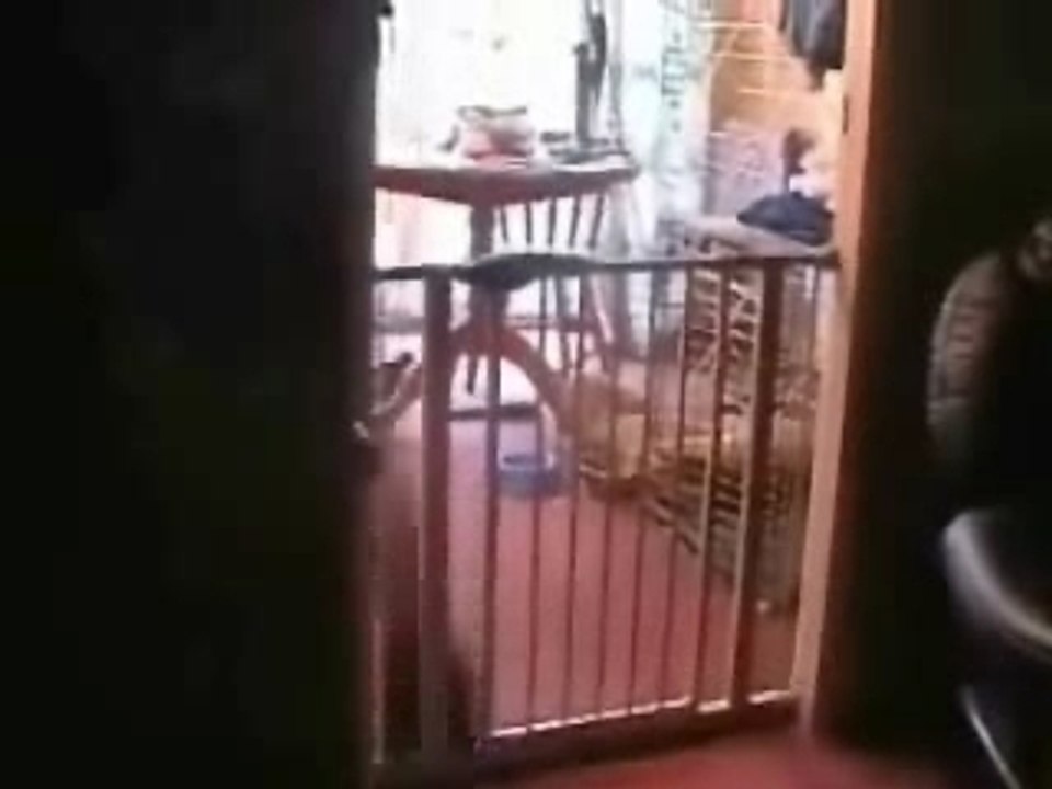 Chat-sur-le-dos mdr