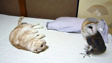 Кошка против совы