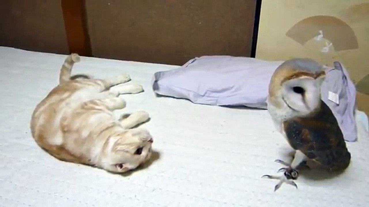 Кошка против совы