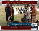 german shepherd dog show in lahore live hit by Ruba Arooj at Neo TV