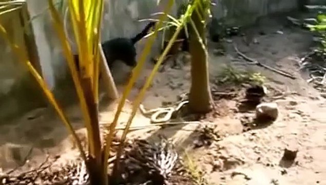 СОБАКА ПРОТИВ ЗМЕИ,ЗМЕЯ VS СОБАКА