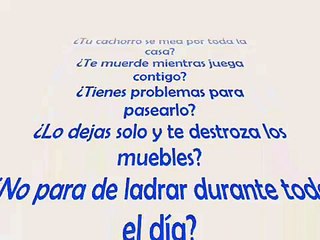 Como educar a un cachorro