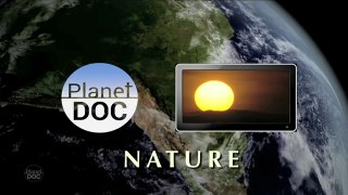 Southern Right Whales in Peninsula Valdés   Nature - Planet Doc Full Documentaries