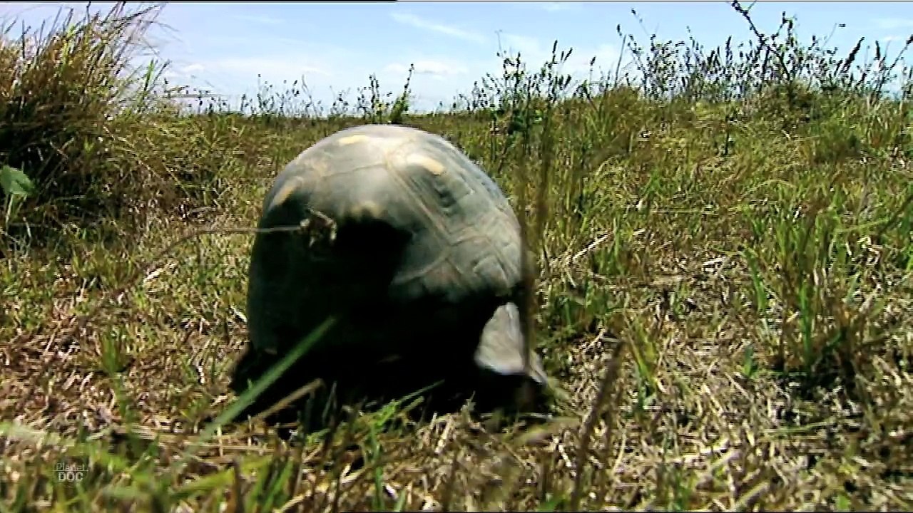 Burrowing Owls   Wild Animals - Full Documentaries