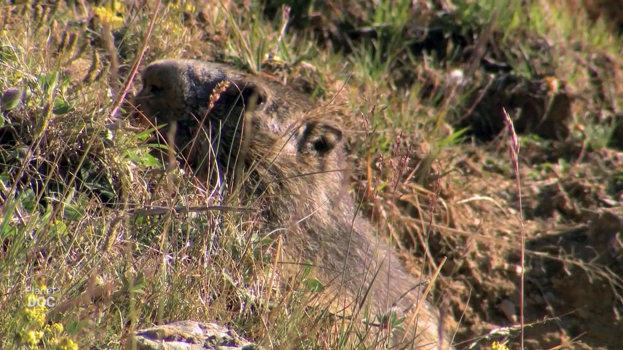 Golden Eagle   HD Documentary