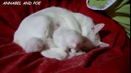 Funny Cats And Dogs And Fısh Playing With Babies Compilation 2015 720p