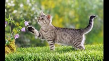 Funny cats compilation (pictures)