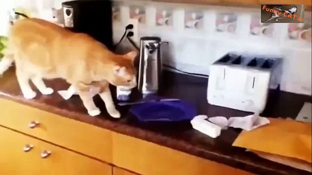 Funny Cats Compilation 2015 HD