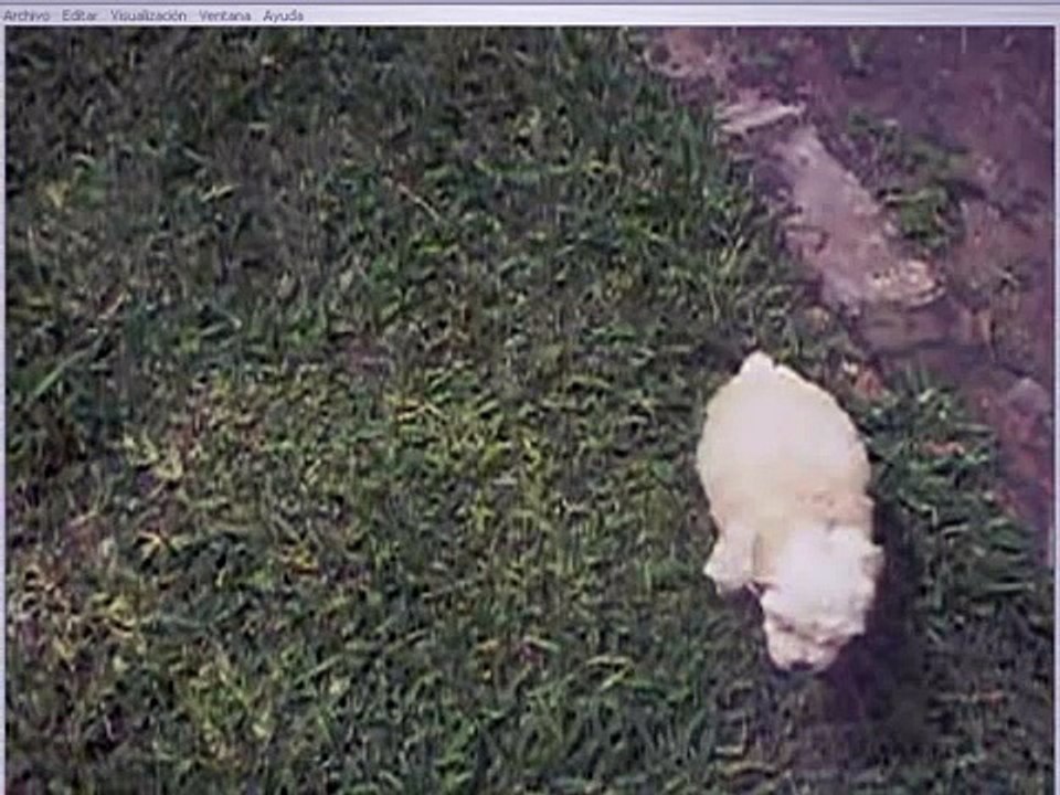 Como Educar A Un Cachorro