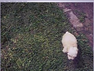 Como Educar A Un Cachorro