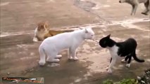 Funny CATs compilation talkin cat yoga cats combat cat so crazy