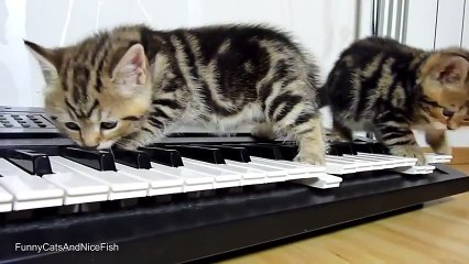 Funny Cats Playing Piano 2014