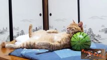 Funny Cats Sleeping in Strange Positions 2015