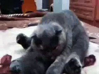 Funny Cats Sleeping In weird Positions