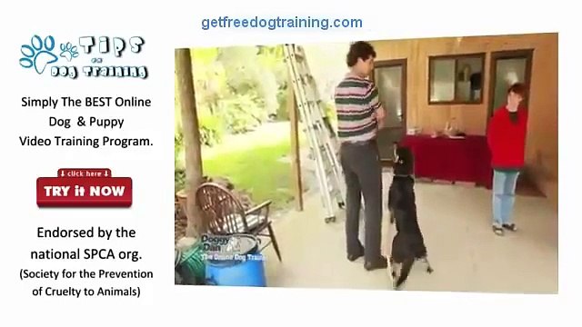 The Online Dog Trainer Review Dogs not getting on, ignoring commands