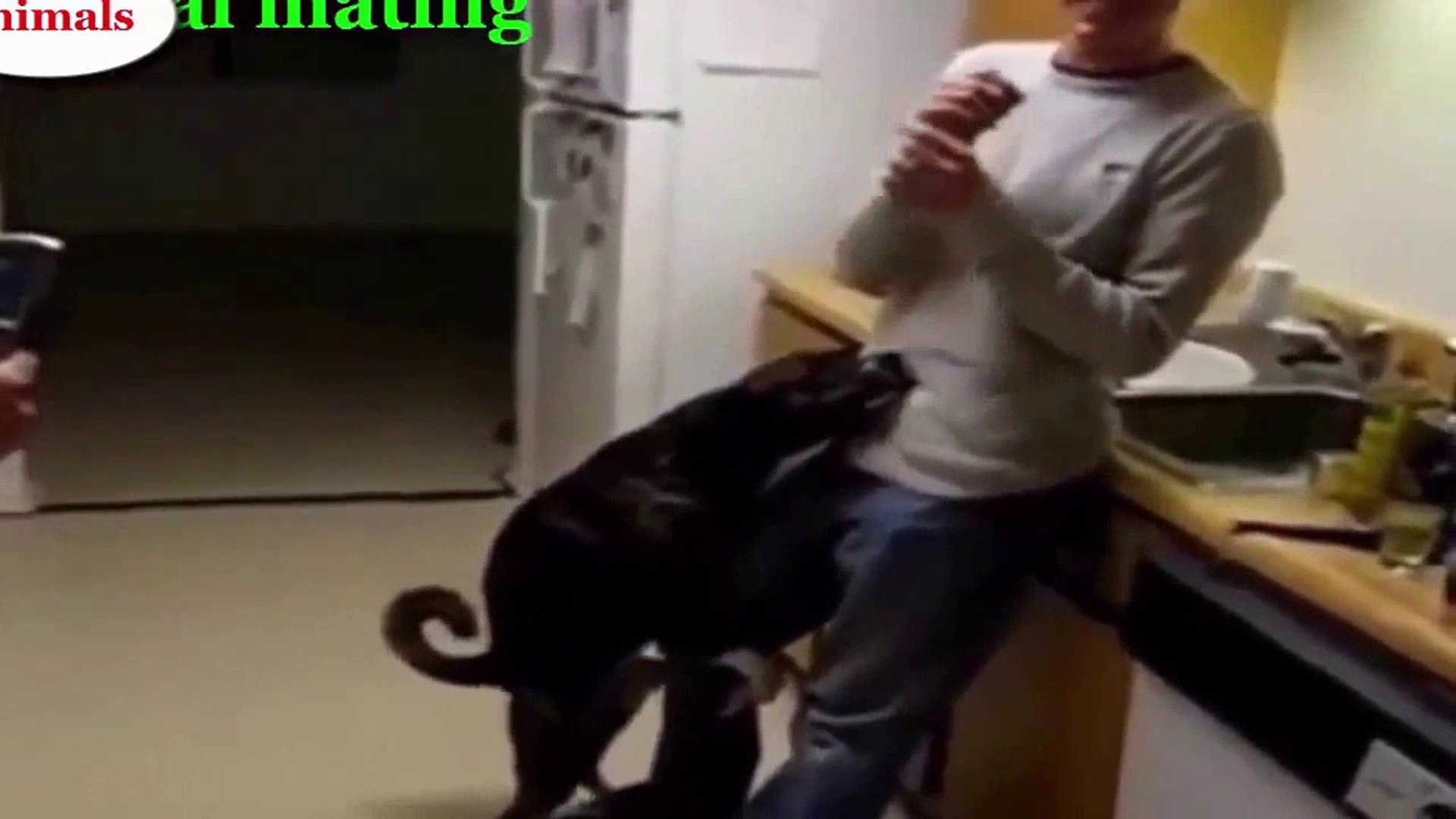 Funny Animals, Animals Mating compilation