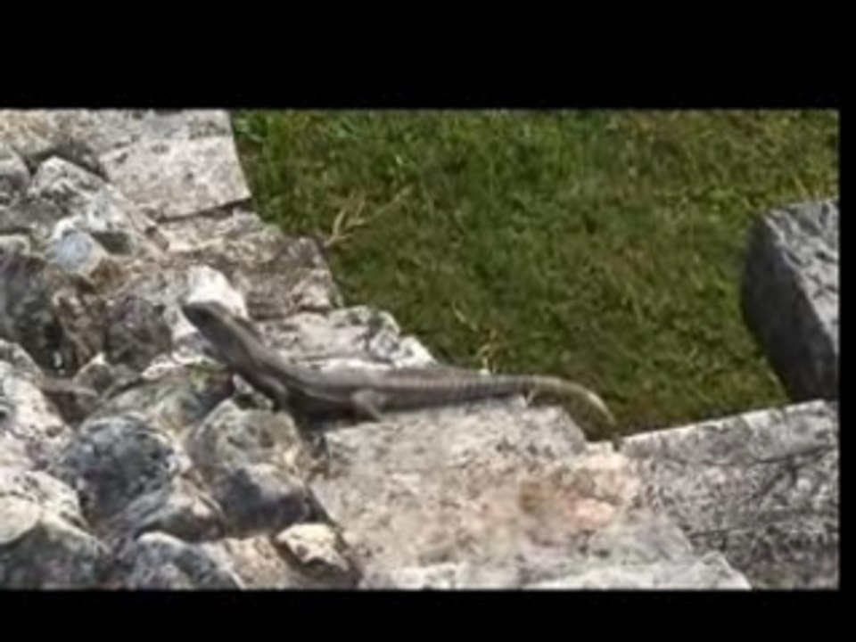 Ruines archeologiques de Palenque et chutes d´eau