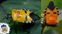 15 Weirdest Insects on Earth