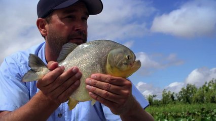 Piranha-pocalypse | Monster Fish