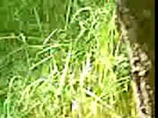 airsoft en forêt 3
