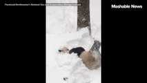 Tian Tian the panda is having a flipping good time in the snow