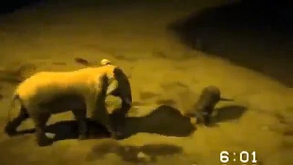 bufalo ve fil kavga ediyor