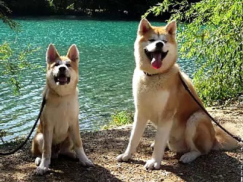 13 min dog hypnotize (part 1)