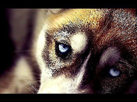 13 min dog hypnotize (part 9)