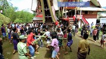 Toraja Funerals   Culture