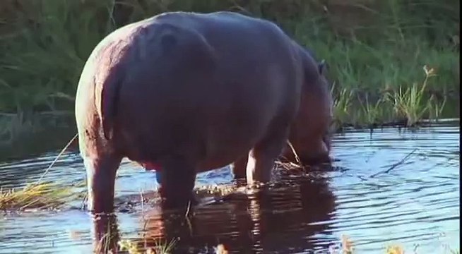 Botswana,Podróże marzeń, wersja HD, filmy-lektor.pl, cały film, filmy z lektorem