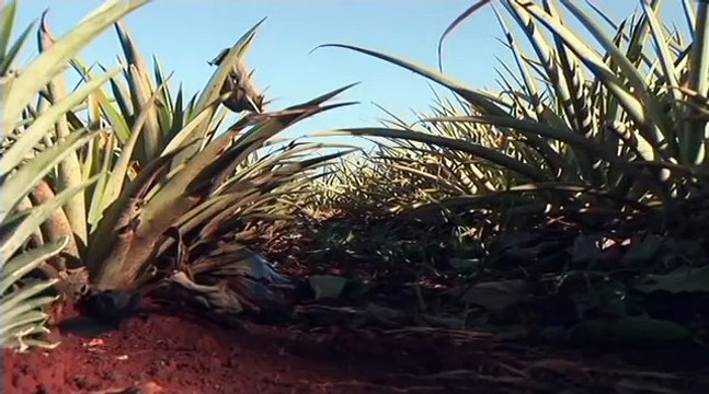 Hawaje, Podróże, HD, filmy-lektor.pl, cały film, filmy z lektorem,hd