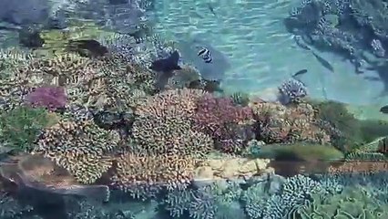 IZRAEL ZIEMIA ŚWIĘTA - HOLY LAND.2010.FILM POLSKI