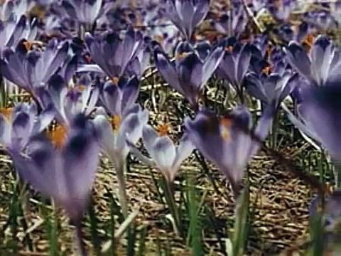 TAKI KRAJ - JAN PIETRZAK