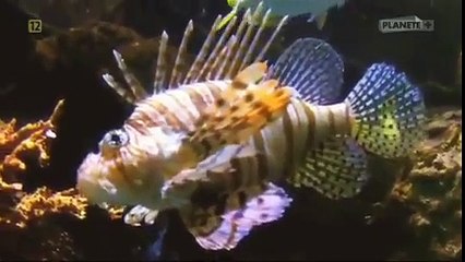 BÓG KONTRA NAUKA.ODCINEK 2/3.ŻYCIE I EWOLUCJA.2013.PL