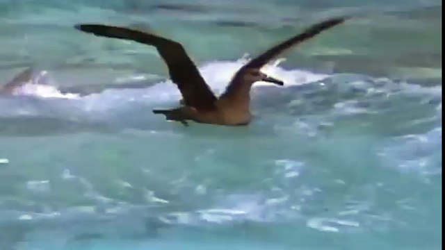 АКУЛА НАПАДАЕТ НА ПТИЦУ