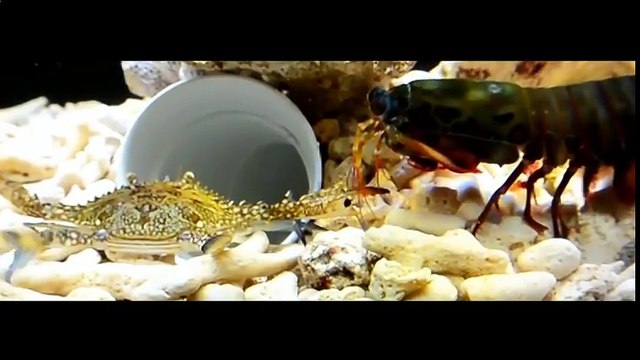 КРАБ ПРОТИВ КРЕВЕТКИ-БОГОМОЛА