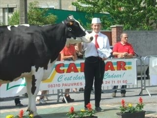 Concours de vaches