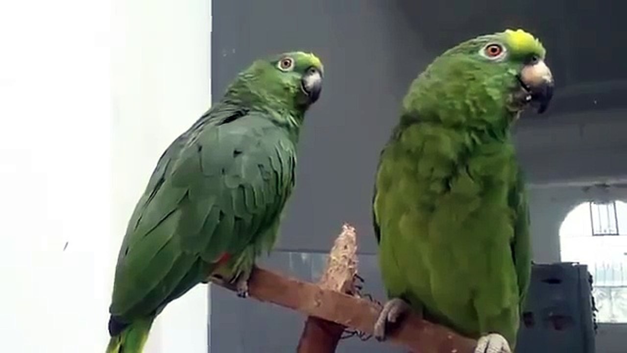 Пьяный дуэт попугаев. Умереть - не встать!