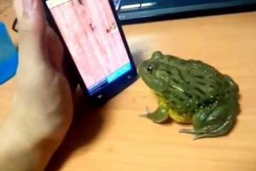 Frog plays cell phone game