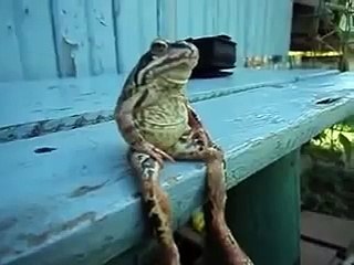 A Frog Sitting on a Bench Like a Human