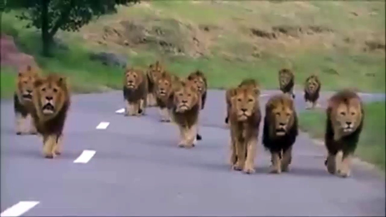 Lions in dangerous position OMG (IMPOSSIBLE CHALLENGE)