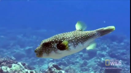 МУРЕНА ПРОТИВ РЫБЫ-ФУГУ