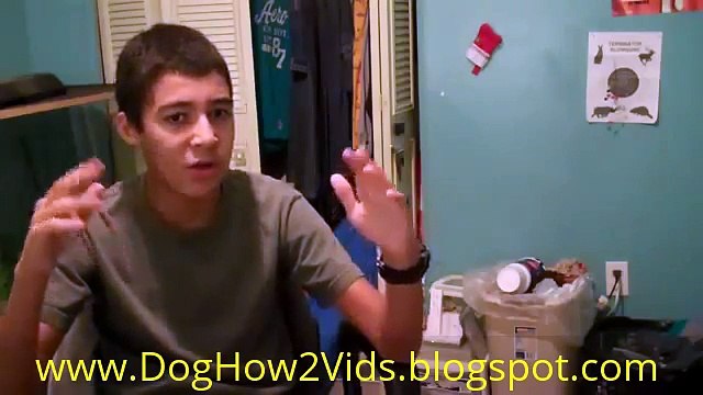 How To Convince Your Parents To Say Yes To A Pet! This Works