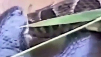 コブラ攻撃パイソン