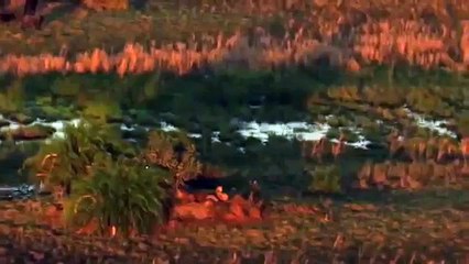 ライオンのドキュメンタリー